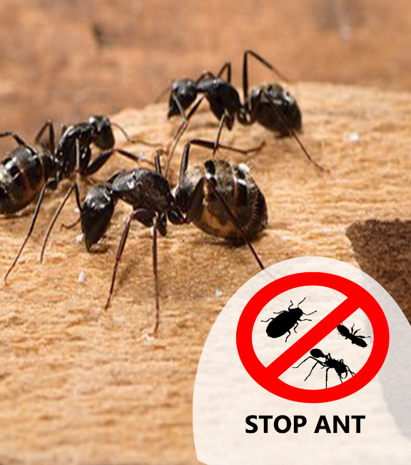 ant-pest-control