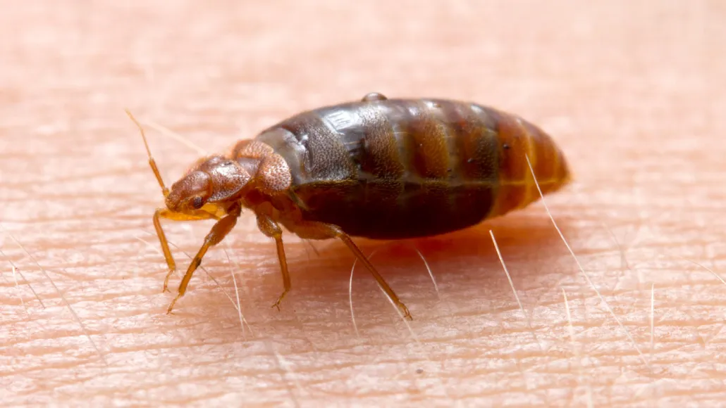 052725_jb_bedbugs_main