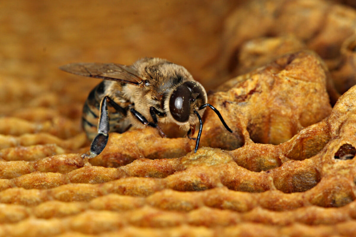 994503_1_0726-bee-sperm-pesticide_standard