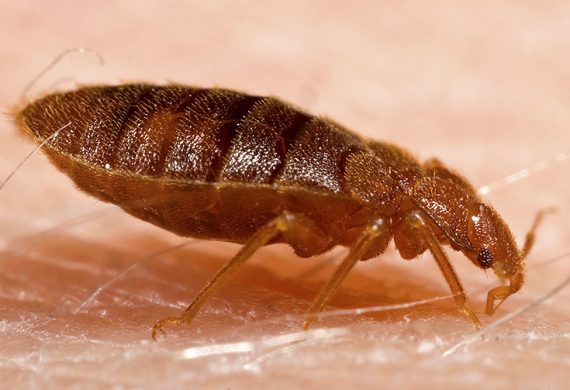 bed bug exterminator barrie