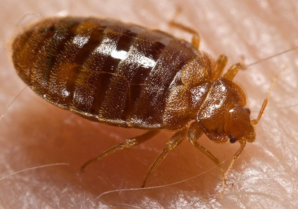 bed bug infestation