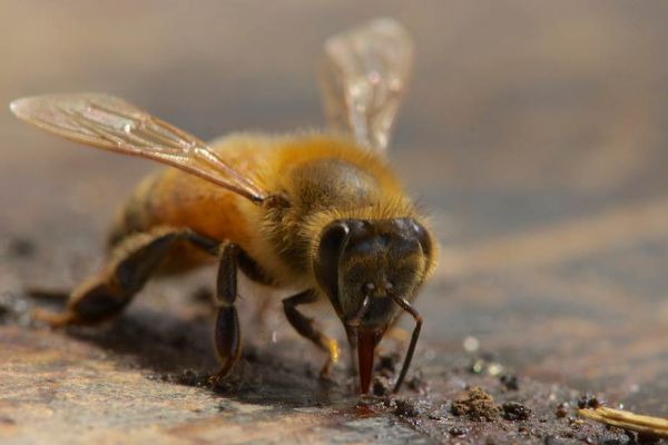 Hungry Bee by Jordan Hiemstra