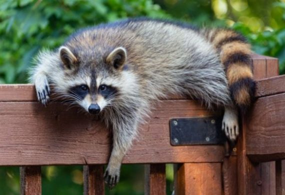 rodent control barrie