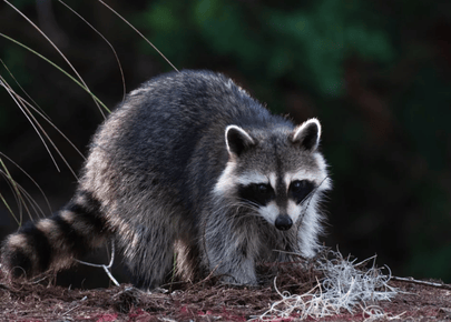 wildlife control service