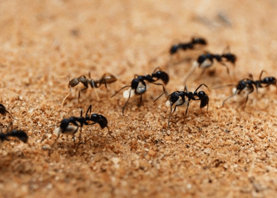 ant control
