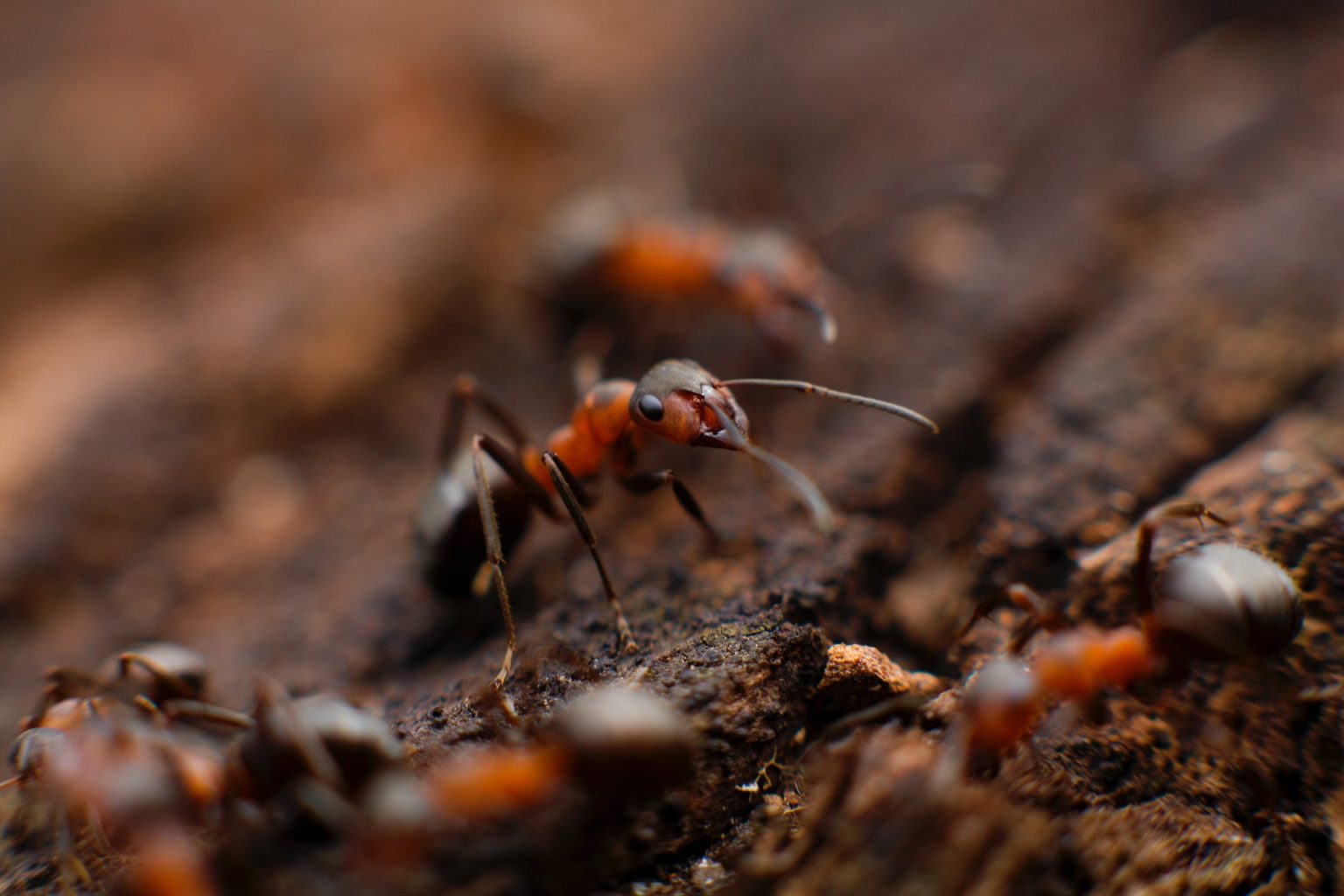 View of Ant Control Services | Ant Exterminators Near Me