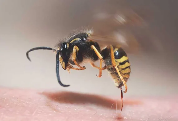 pest control bees