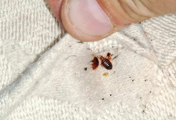 bugs