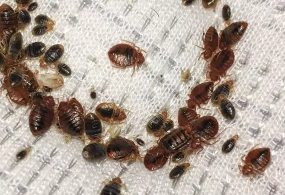 extermination for bed bugs