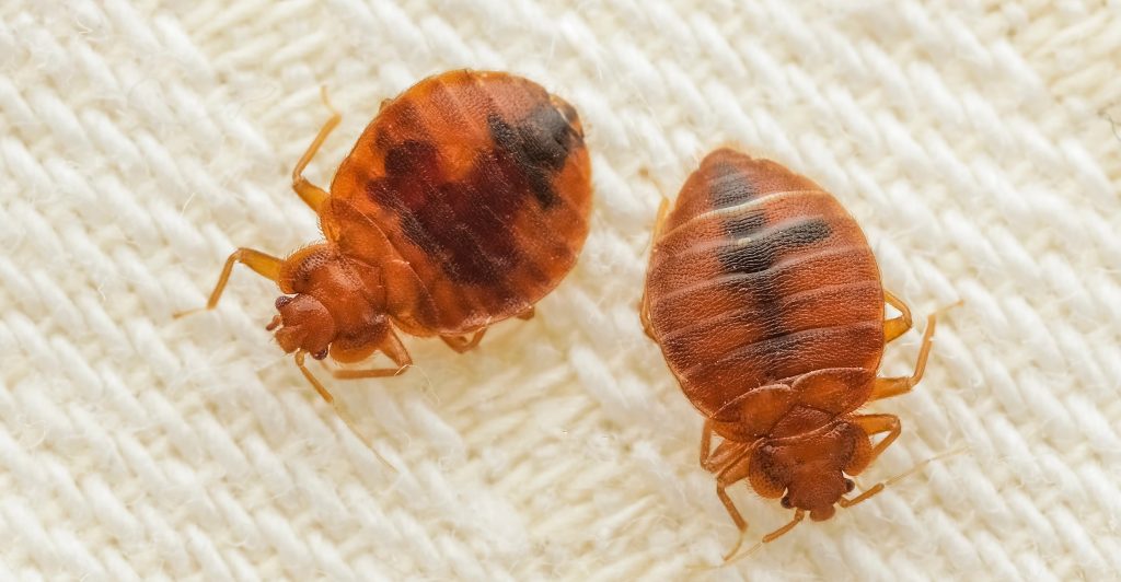 Bed Bug Pest Control