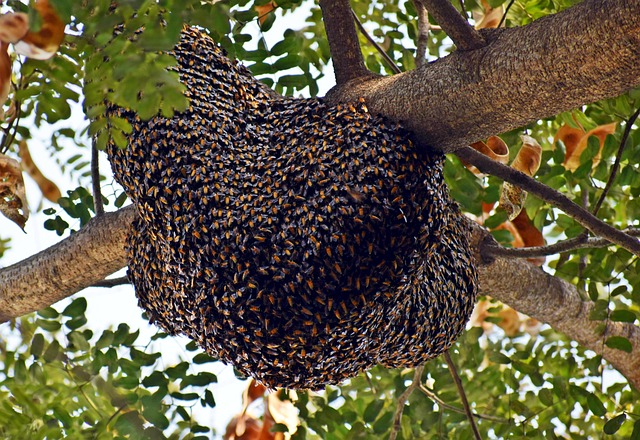 beehive-g152989a26_640