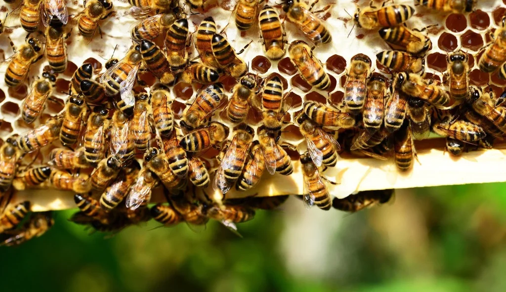 Bee control