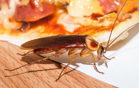 roaches