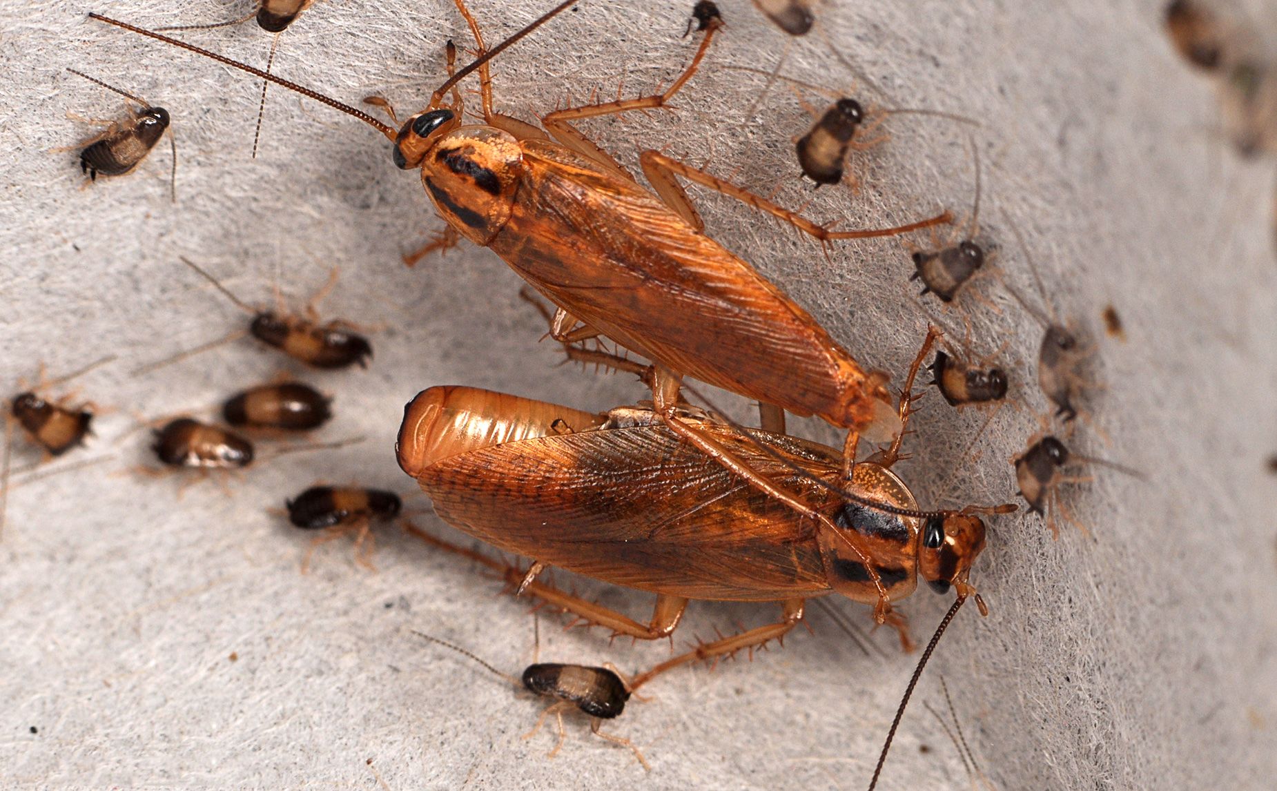 german-cockroaches-credit-matt-bertone