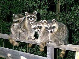 pest control