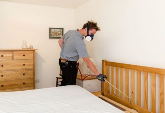 bed bugs