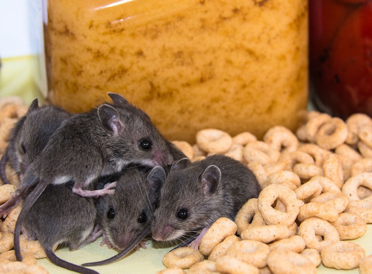 mouse-babies-750