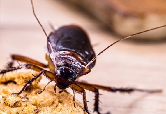 get rid of cockroaches