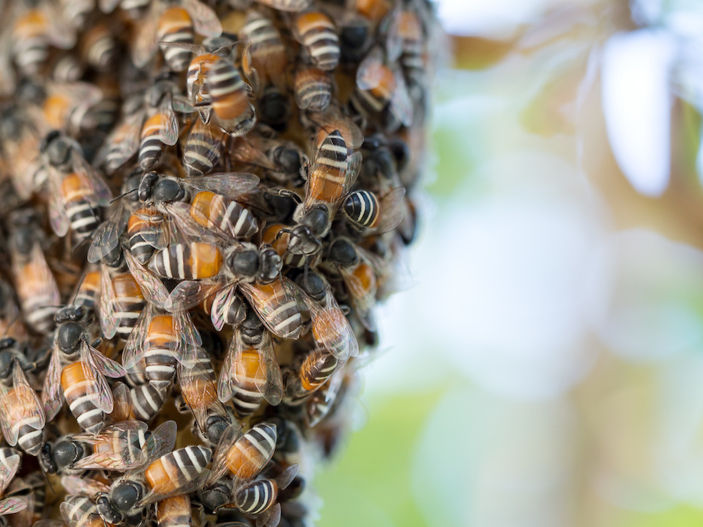 myths-about-bees