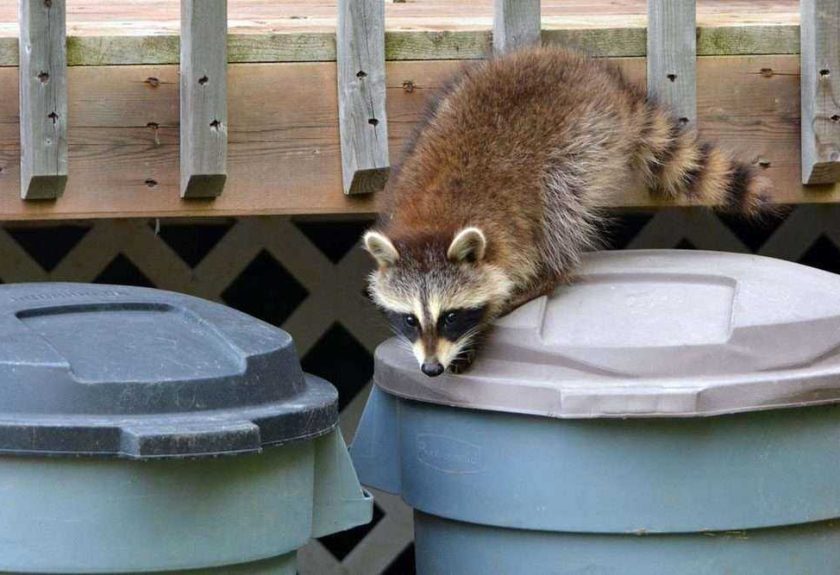 get rid of raccoons