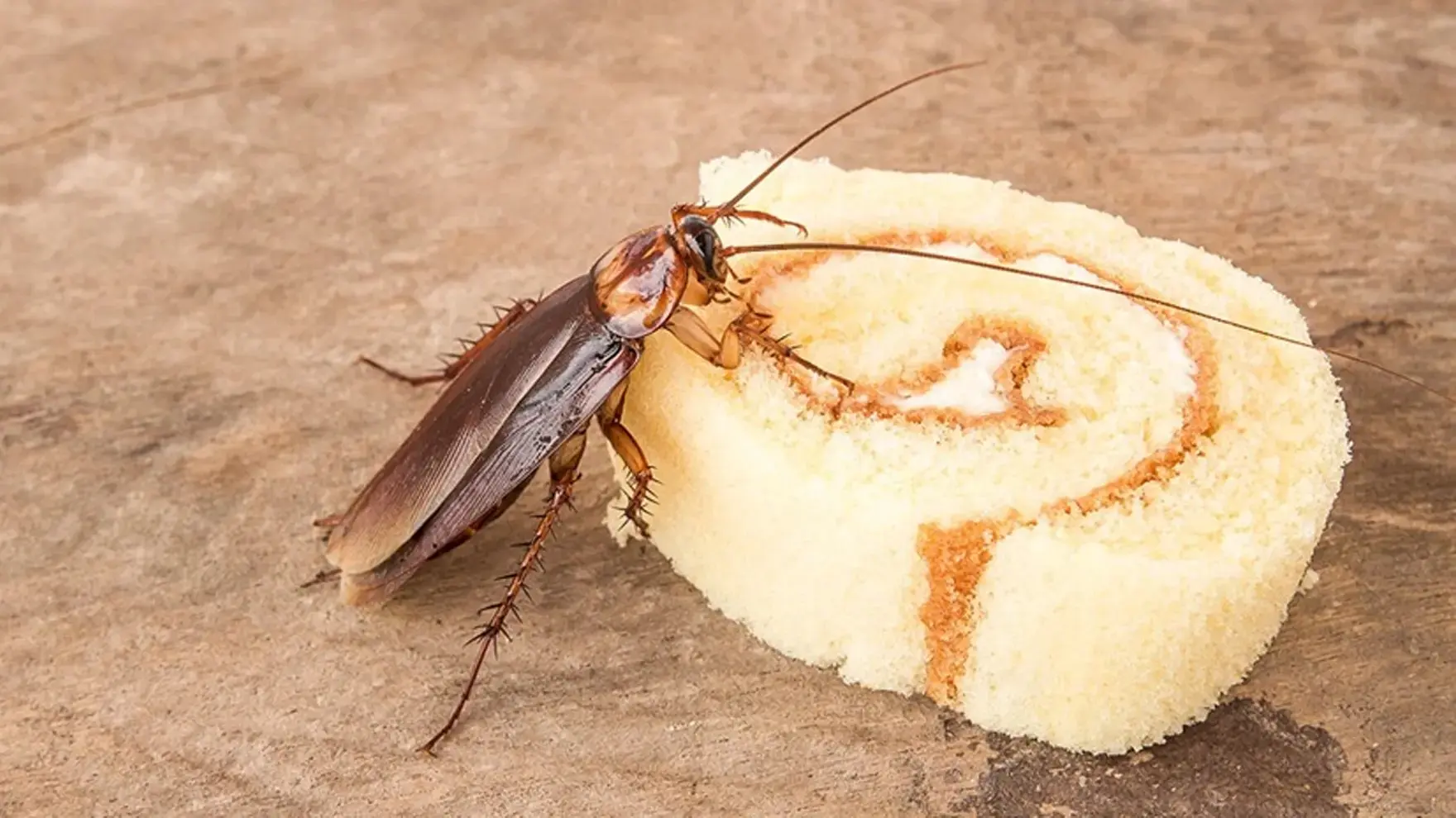 raid_us-2_25-article-what-do-cockroaches-eat-hero