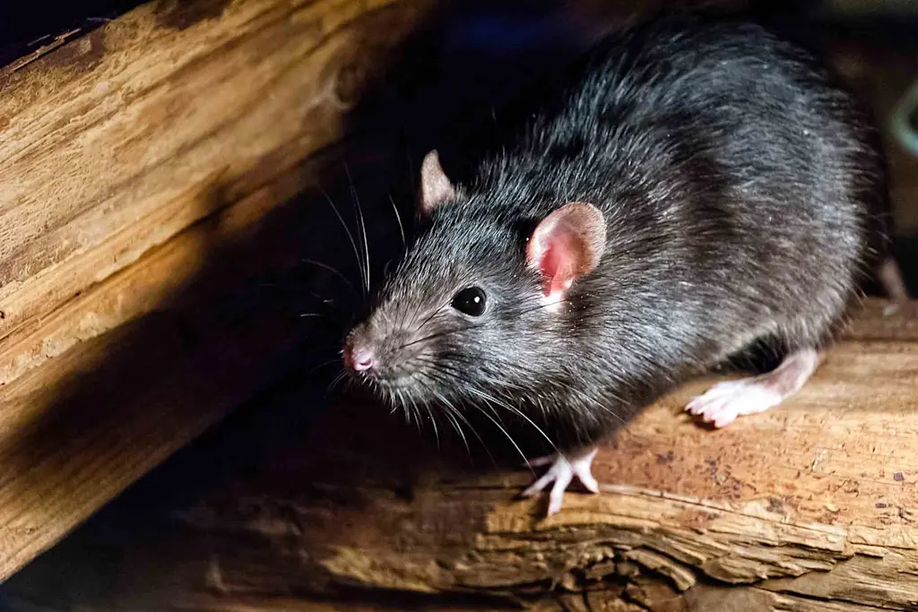 rat