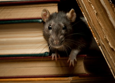 Rats and Mice Pest Control