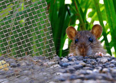 rat removal