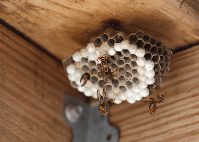 Wasp Nest Removal