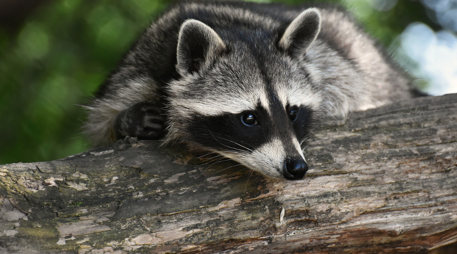 wildlife removal barrie 01