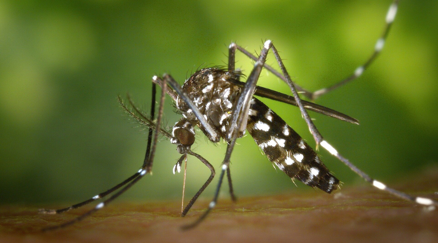 Mosquito Control Barrie