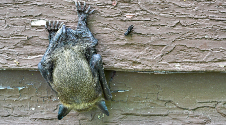 wildlife removal barrie 02