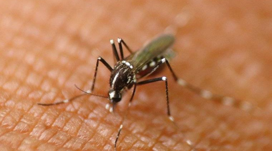 Mosquito Control Barrie 01
