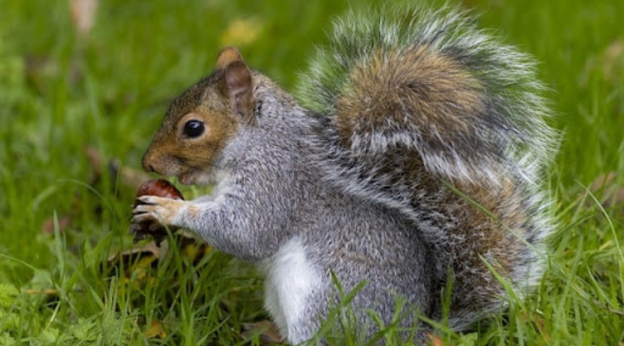 wildlife removal services 01