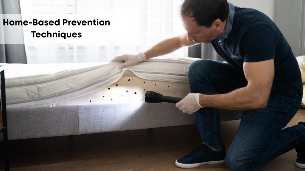bed bug pest control