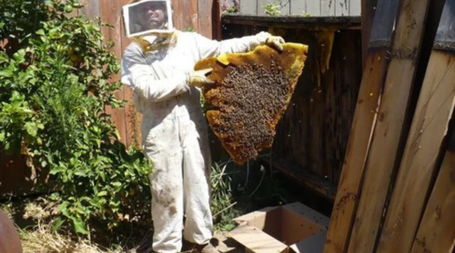 Wasp Nest Removal 03