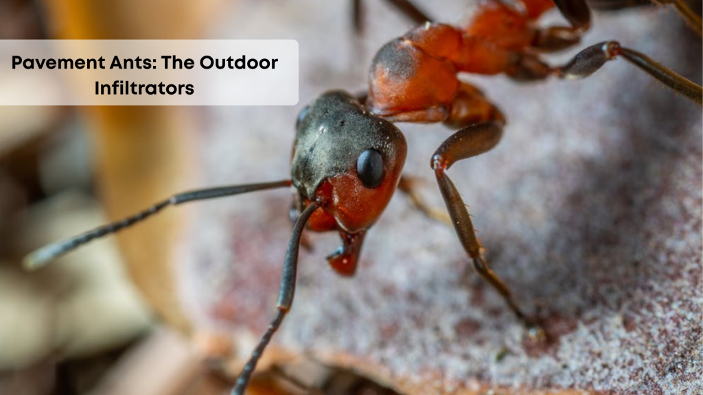 pavement ants