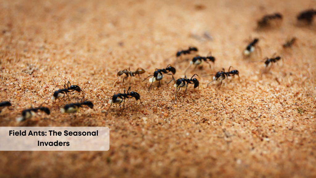 field ants