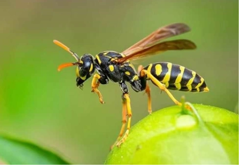 Wasp Nest Removal