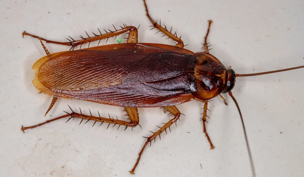 cockroach control