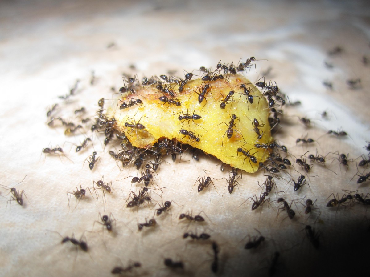 Ant Control Services