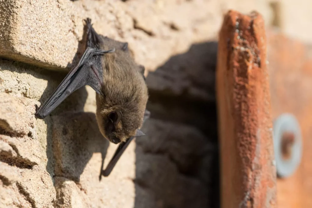 Bat removal