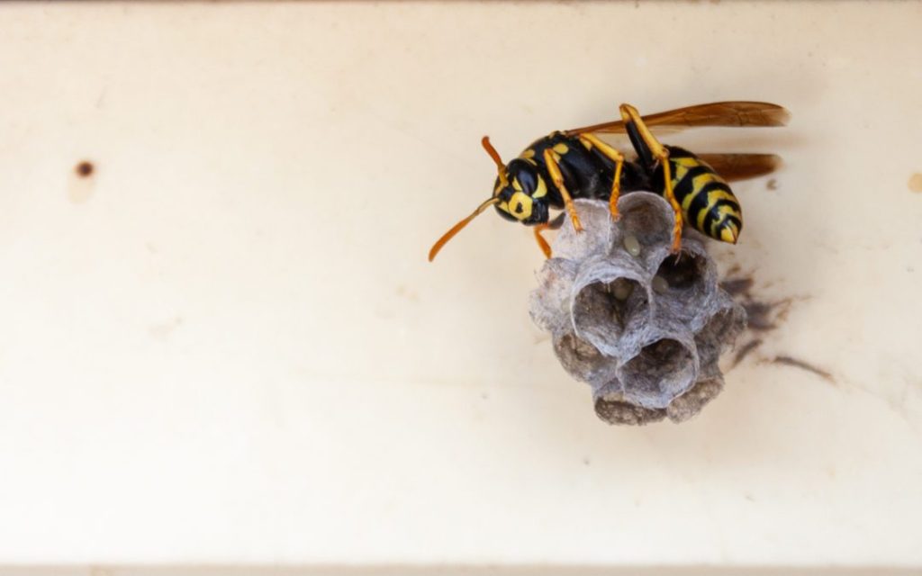 Wasp Nest Removal