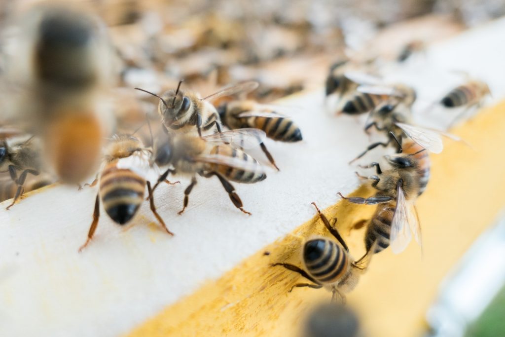 bees control
