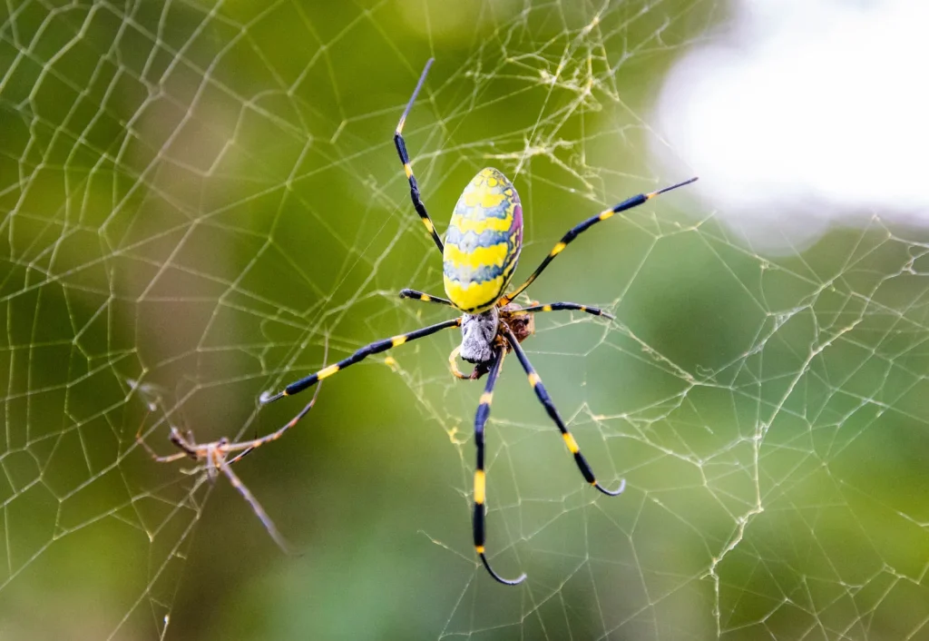Spider Extermination