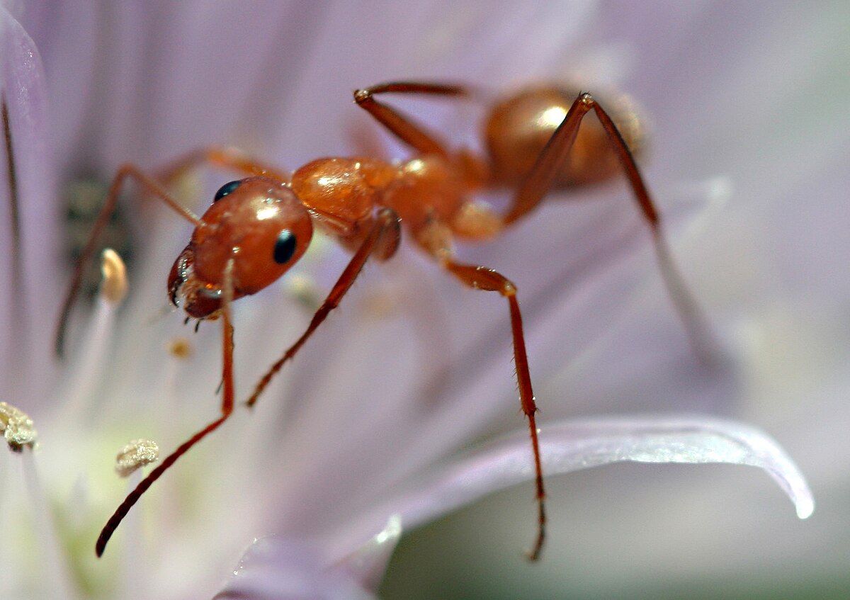 ant control services