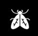 Cothing Moths Removal