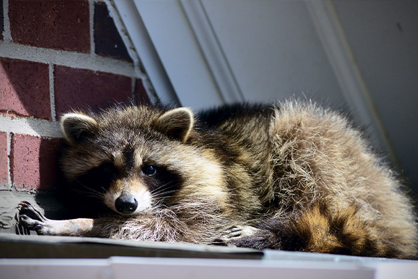 wildlife removal barrie