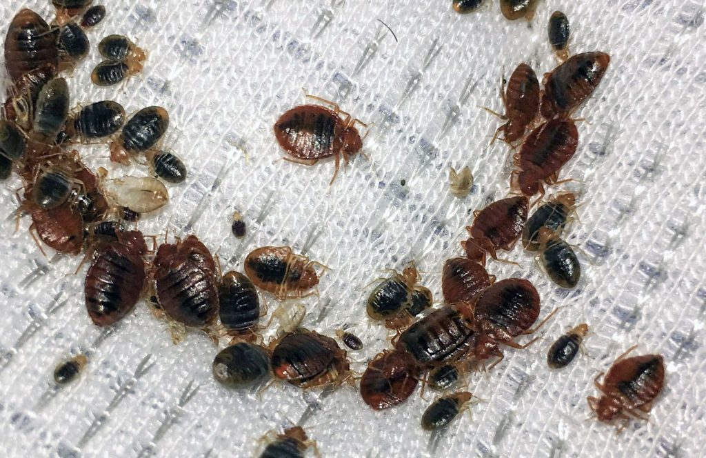 bed bugs control