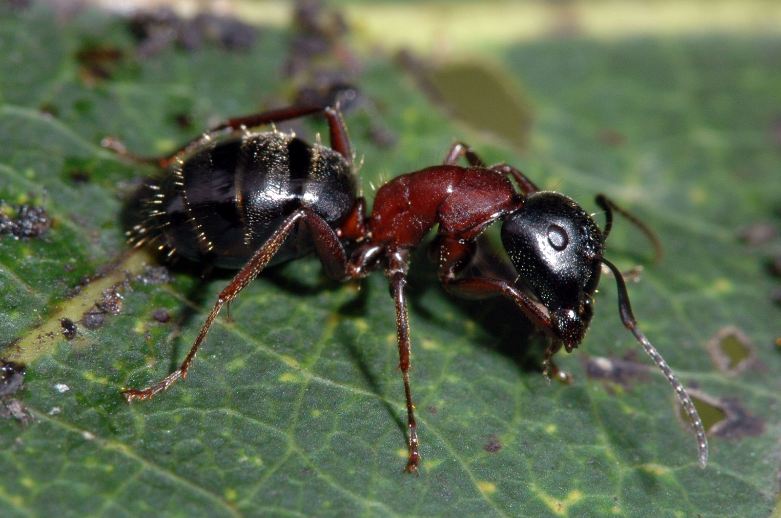 carpenter-ant-worker